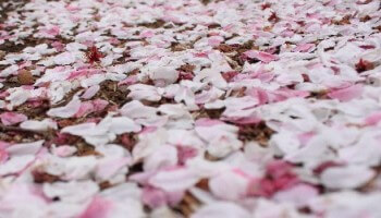 散った桜の花
